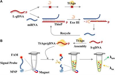 Thermus thermophilus Argonaute-based signal amplifier for highly sensitive and specific microRNA detection